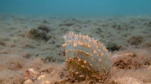 Torna la Pinna nobilis sui fondali di Trieste, segnali di recupero ambientale