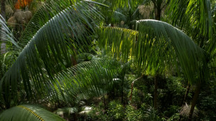 La destruction des for&ecirc;ts tropicales ralentit mais reste inqui&eacute;tante