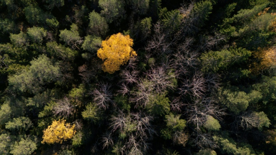Medienberichte: Waffenversteck bei Berlin wom&ouml;glich in Auftrag Russlands angelegt