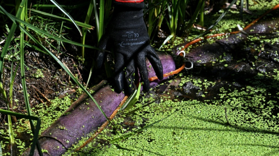 Toneladas de cabello limpian los canales mexicanos de Xochimilco