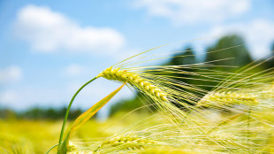 Riscostruita l'origine dell'agricoltura nelle Ande