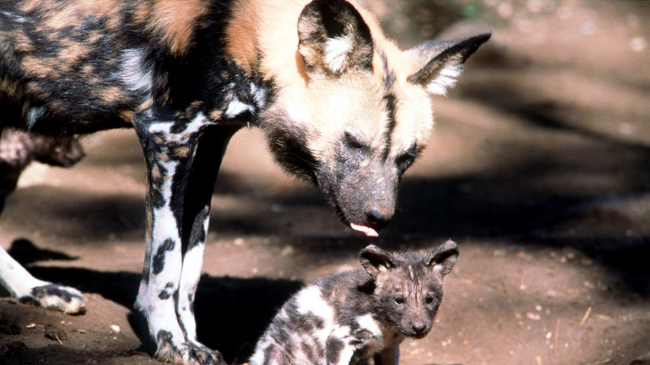 Tre licaoni percorrono oltre 4000 km attraverso lo Zambia