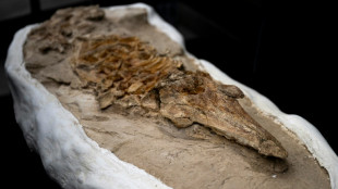 Pérou : découverte d'un fossile de dauphin vieux de 12 millions d'années