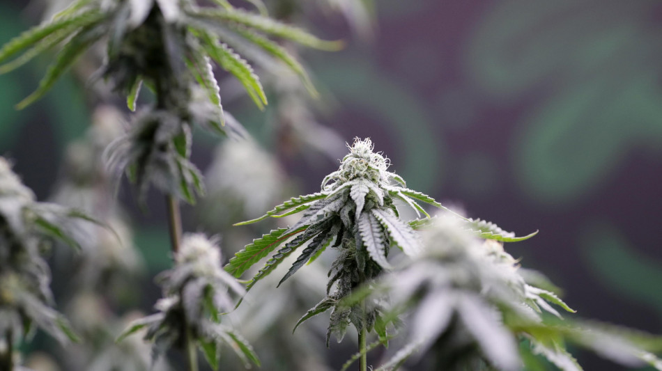 Trump allenta le restrizioni sulla marijuana a scopi medici
