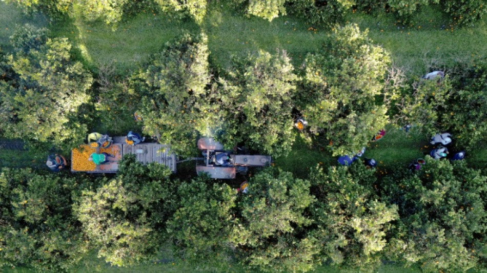 Argentine: l'agro-négoce soutient toujours Milei mais s'impatiente