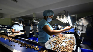 Castanha-do-pará: mais uma vítima do desmatamento na Bolívia
