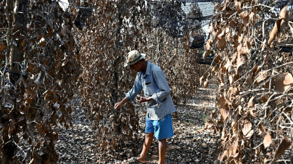 El cambio climático amenaza la valiosa pimienta de Kampot, en Camboya