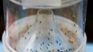 R&eacute;surgence du chikungunya en Guyane: la HAS recommande le vaccin Vimkunya pour les plus vuln&eacute;rables