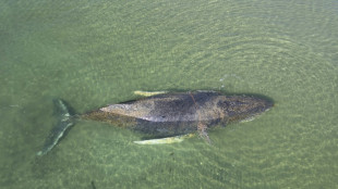 'Free Timmy!': Beached whale grips and divides Germany