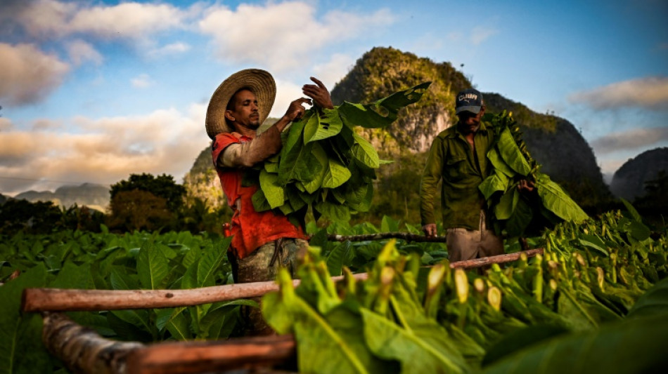 Escasez en Cuba golpea producción de habanos