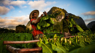 Escasez en Cuba golpea producción de habanos