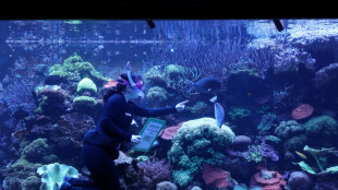 La mitad de los arrecifes de coral del mundo afectados por una ola de calor hace una d&eacute;cada