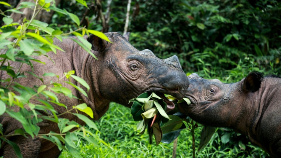 Dos rinocerontes de Sumatra embarazadas dan esperanza para salvar la especie