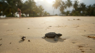 Gabon battles for baby sea turtles' survival