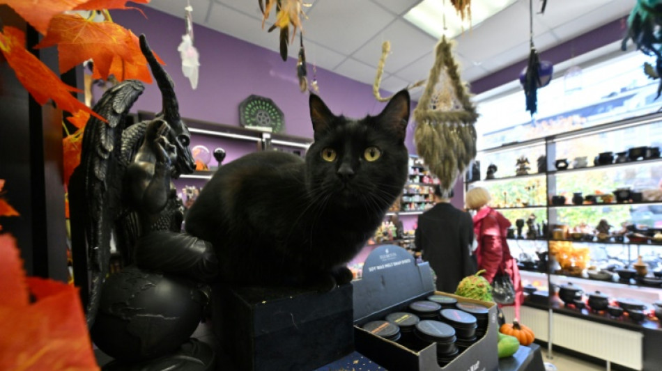 Una ciudad española prohíbe adoptar gatos negros en Halloween para evitar ritos y malos tratos