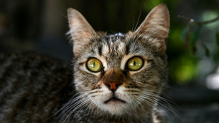 Et si les chats pouvaient nous aider &agrave; mieux soigner le cancer du sein?