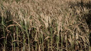 Apr&egrave;s un &eacute;t&eacute; d&eacute;vastateur, l'agriculture &eacute;cartel&eacute;e face au mur de la transition