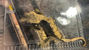 Agentes espa&ntilde;oles intervienen casi 500 animales ex&oacute;ticos protegidos en un falso refugio