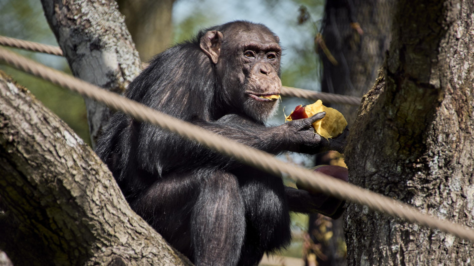 Uomini meno longevi delle donne, la causa è nell'evoluzione
