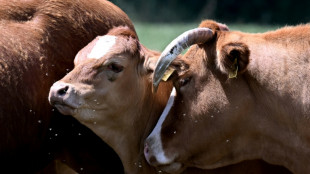 Niedersachsen verbietet k&uuml;nftig Anbindehaltung von Rindern