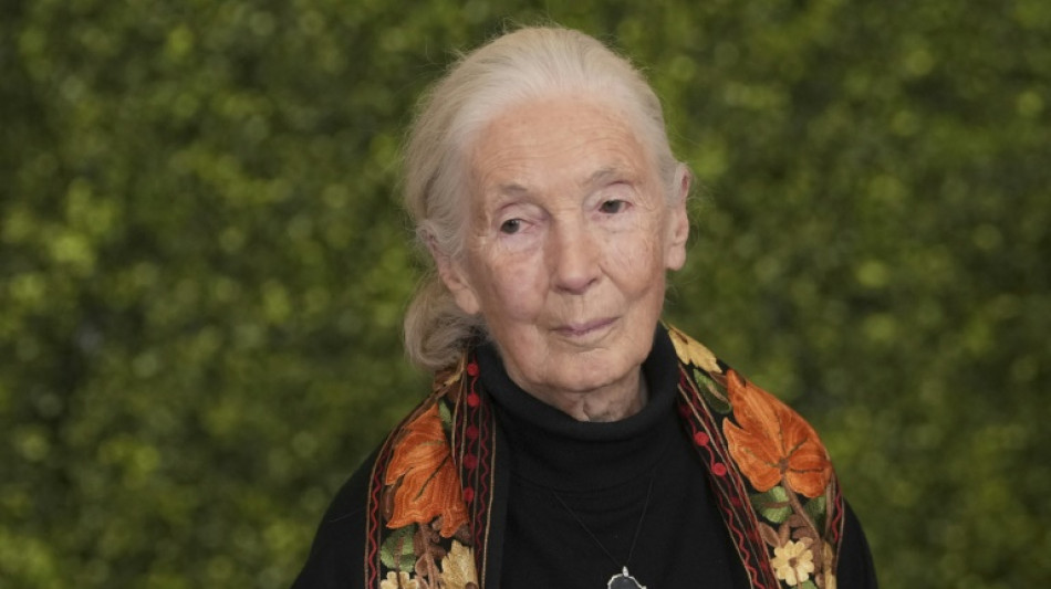 Morre, aos 91 anos, a renomada primatologista Jane Goodall