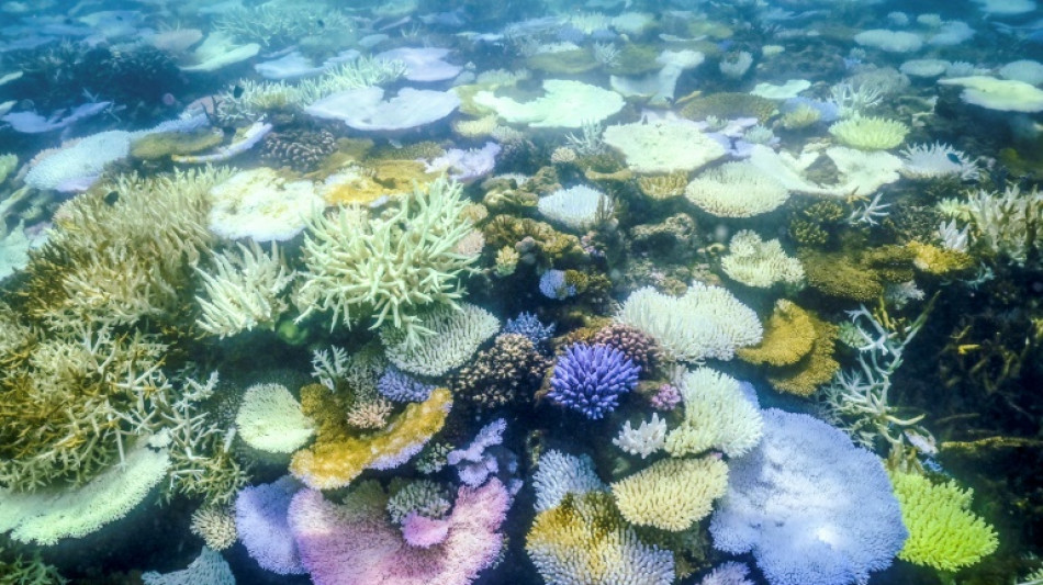 Umweltschützer: "Schockierende" Korallenbleiche vor Westküste Australiens