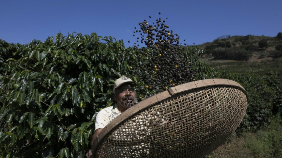 El café brasileño, ¿tocado pero no hundido por el tarifazo de Trump?