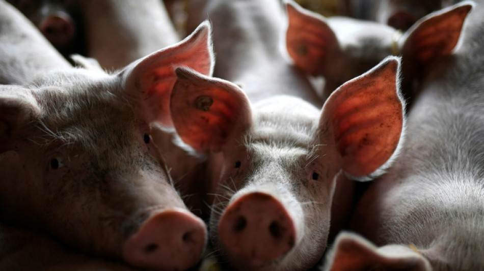 Verpflichtendes Tierhaltungskennzeichen für Schweinefleisch soll später kommen