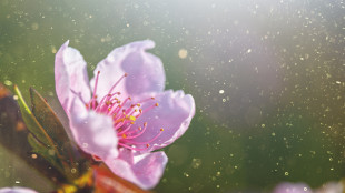 Voce a rischio con l'arrivo anticipato dei pollini per il 15% degli allergici