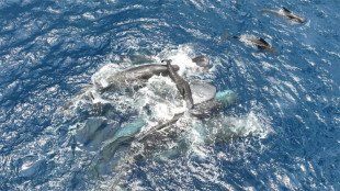 Whale filmed giving birth, with a little help from her friends