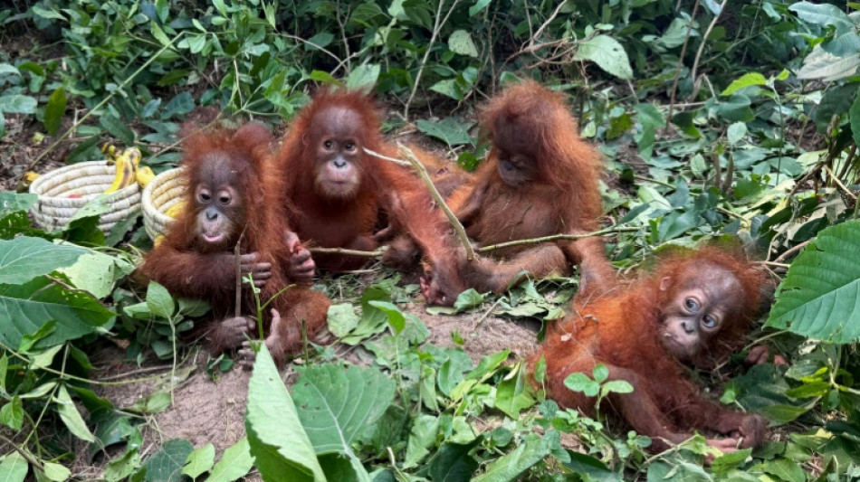 Indonesia to bring back baby orangutans allegedly trafficked to India