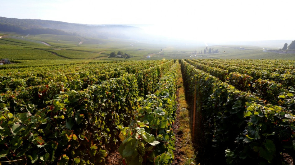 L'oenotourisme en effervescence en Champagne, surfant sur l'effet Unesco