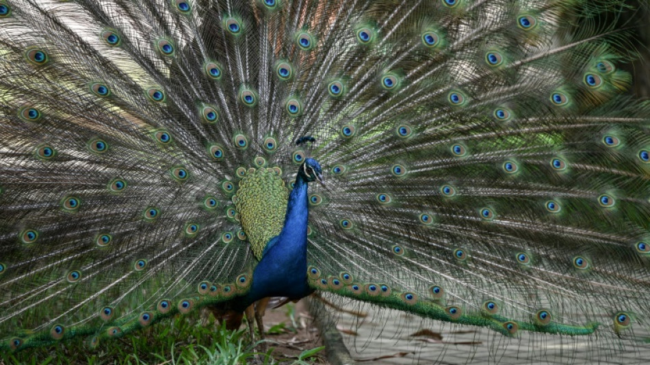 Aufmerksame elfj&auml;hrige Kinder alarmieren wegen Hilfeschreien von Pfau Polizei