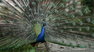 Aufmerksame elfj&auml;hrige Kinder alarmieren wegen Hilfeschreien von Pfau Polizei